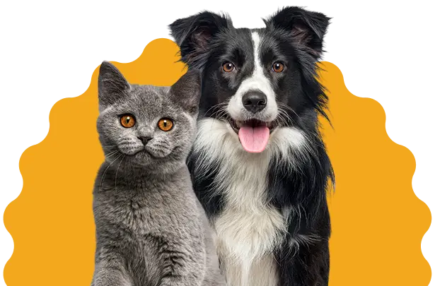 Imagenes de mascotas Monarca