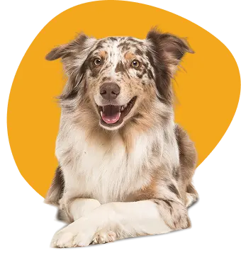 Dog Monarca