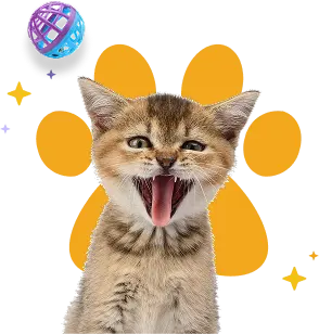 Limpieza Dental Gatos