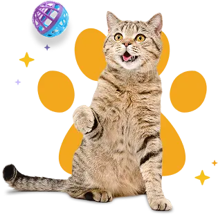 Peluquería móvil para gatos