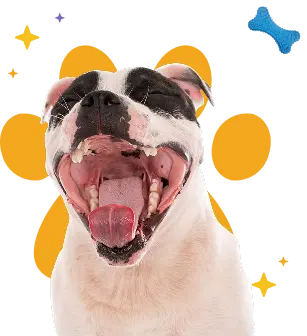Limpieza Dental Perros