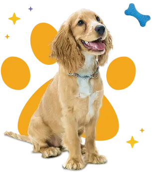 Peluquería móvil para perros