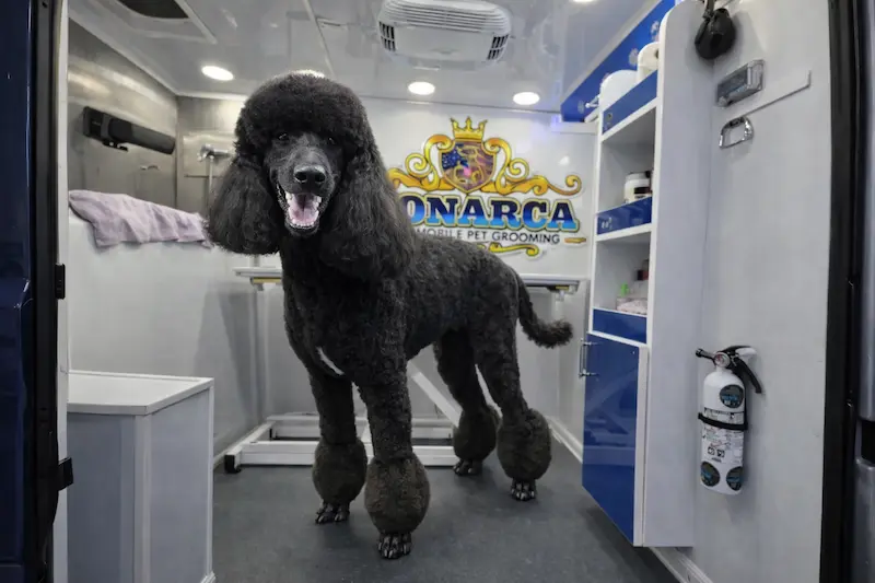 Imagen de gal-9