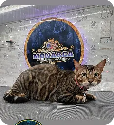 Imagen de Carousel 1