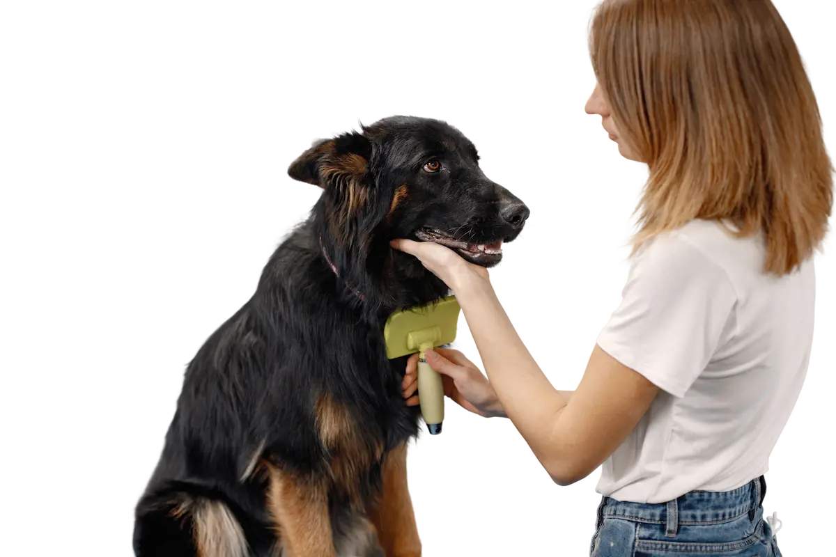 Imagen de Perro