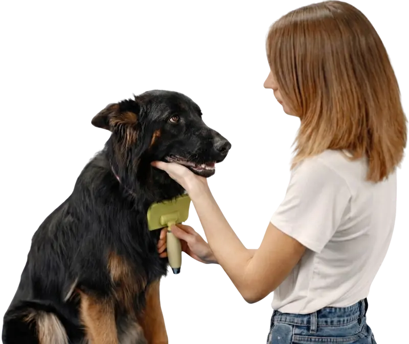 Imagen de Perro