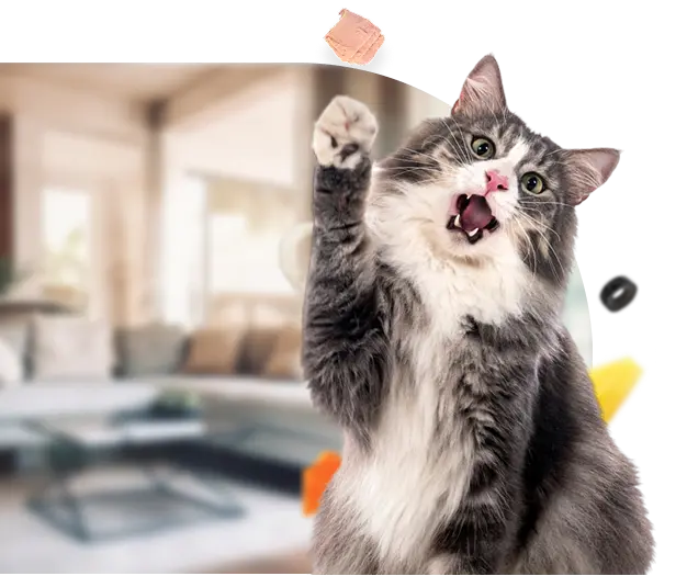 Mobile Cat Grooming