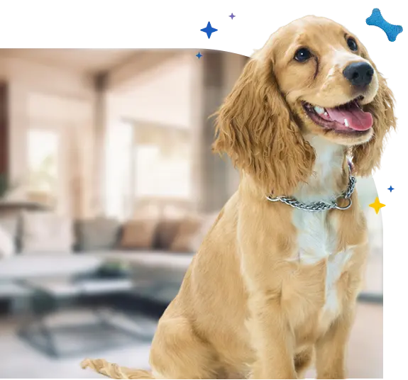 Mobile Dog Grooming